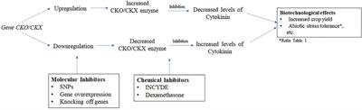 Cytokinin Oxygenase/Dehydrogenase Inhibitors: An Emerging Tool in Stress Biotechnology Employed for Crop Improvement